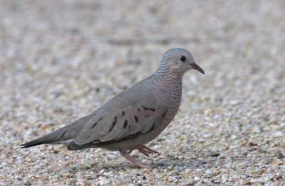 Common-ground-dove.jpg