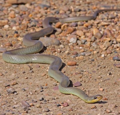 blue-racer.jpg