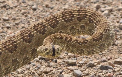 prairie-rattlesnake-IV.jpg