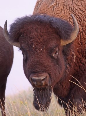 bison-XI.jpg