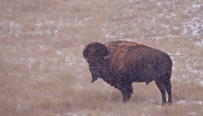 bison-snow.jpg