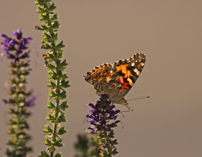 Painted-Lady.jpg