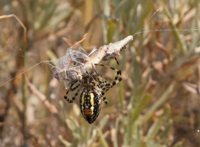 orb-weaving-spider-II.jpg