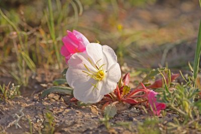 evening-primrose-II.jpg