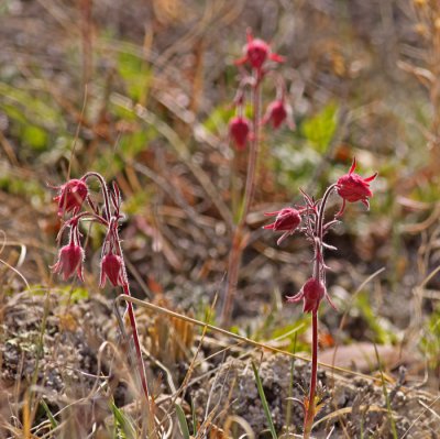 prairie-smoke.jpg