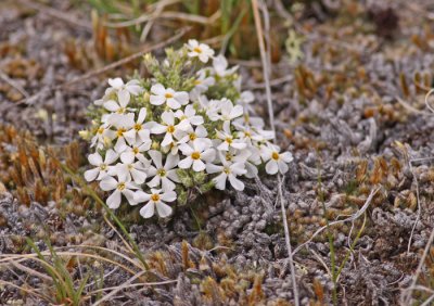 white-phlox.jpg