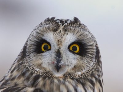 Short-eared Owl   4 Jan 10   IMG_6610.jpg