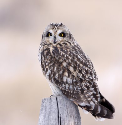 Short-eared Owl   4 Jan 10   IMG_6596.jpg