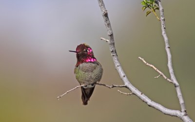 annas-hummingbird-VI.jpg