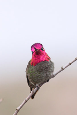 annas-hummingbird-VIII.jpg