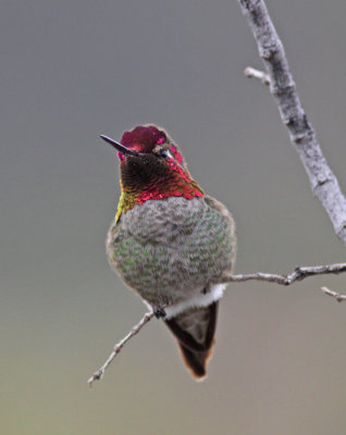Annas-hummingbird-X.jpg