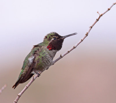 annas-hummingbird-XIII.jpg