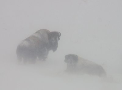 Bison-snow-II.jpg
