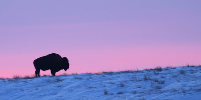 bison-sunset.jpg