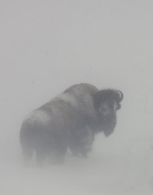 bison-snow-III.jpg