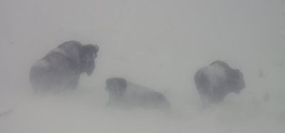 bison-snow-VI.jpg