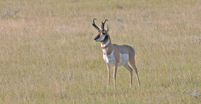 Pronghorn-III.jpg