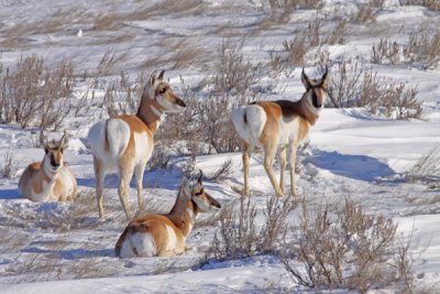 pronghorn-winter.jpg