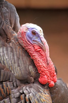 wild-turkey-II.jpg