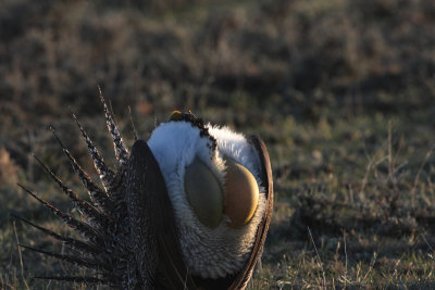 Grouse