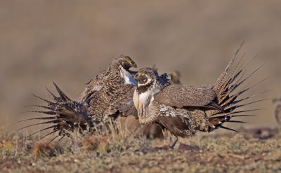 Greater-sage-grouse-fight.jpg