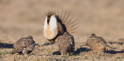 Greater-Sage-Grouse-X.jpg