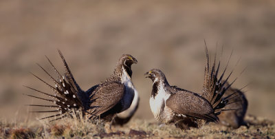 Greater-Sage-Grouse-XII.jpg