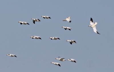snow-goose-flight-II.jpg