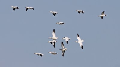 Snow-goose-flight-III.jpg