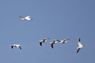 snow-goose-flight-XI.jpg
