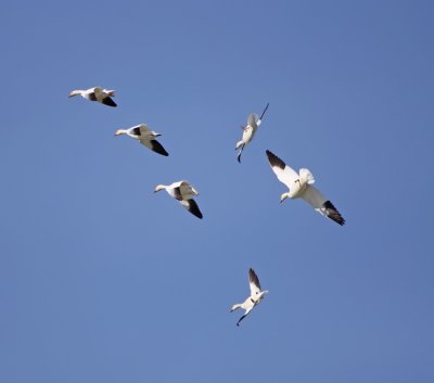 snow-goose-flight-XIV.jpg