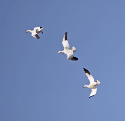 snow-goose-flight-XV.jpg