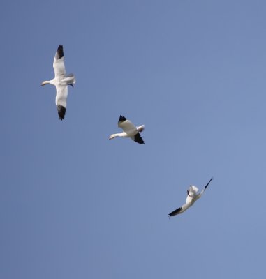snow-goose-flight-XVI.jpg