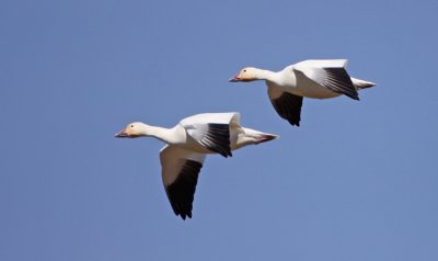 Snow-Goose-III.jpg