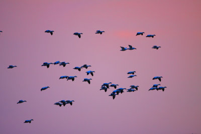 snow-goose-sunrise-III.jpg