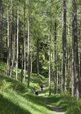Ascent through Holme Wood