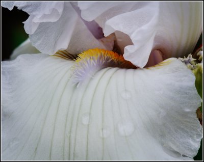 White Iris Parts #2