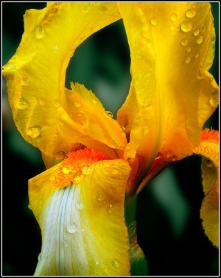 Yellow Iris #2
