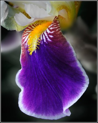Purple Iris #2