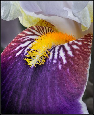 Purple Iris #1