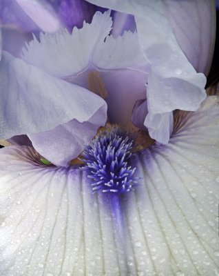 Blue Iris