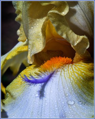 Yellow & Blue Iris