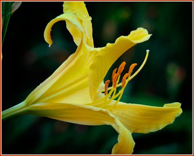  Yellow Lily #2