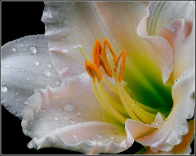  Lily Stamen #9