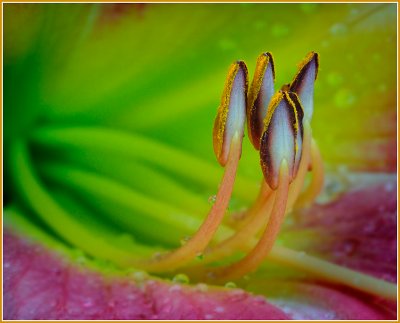 Lily Stamen closeup #1