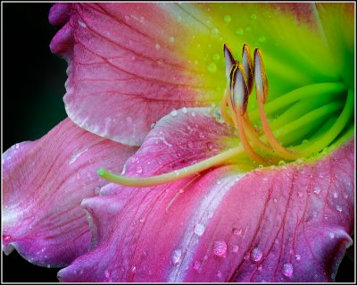  Lily Stamen #8