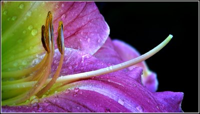 Lily Stamen #7