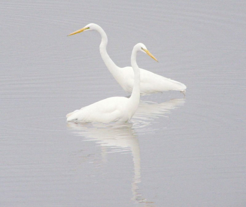 10th Place<br>Egret Crossing<br>Ed Lindquist