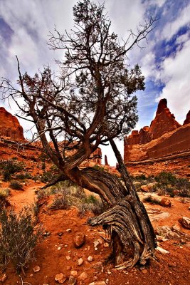 Arches Tree