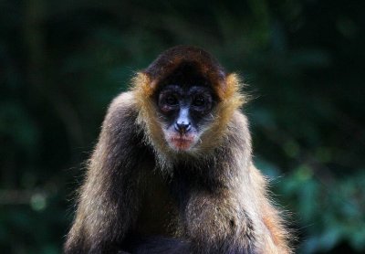 Wine Faced Monkey (Costa Rica Central Plateau)